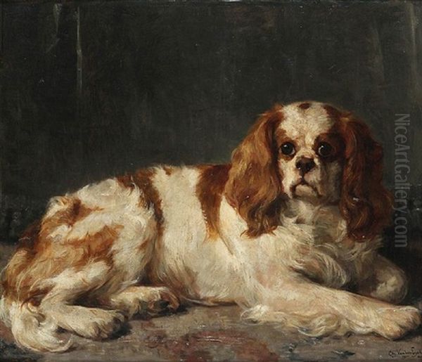 Lying Cavalier King Charles Spaniel - view 1