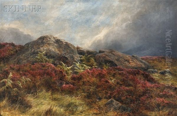 Rock And Heather In Scotland - view 1