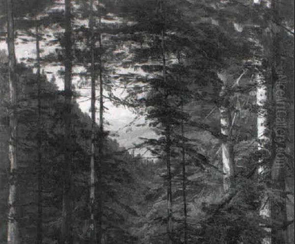 Blick Durch Tannen Ins Tal - view 1