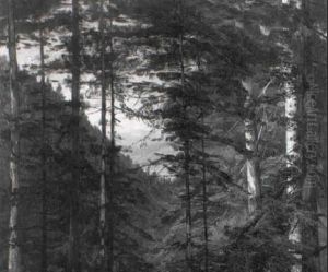 Blick Durch Tannen Ins Tal