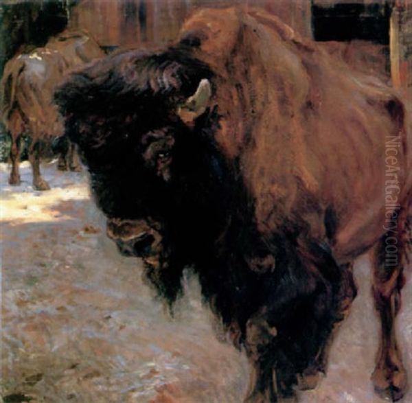 Bison - view 1