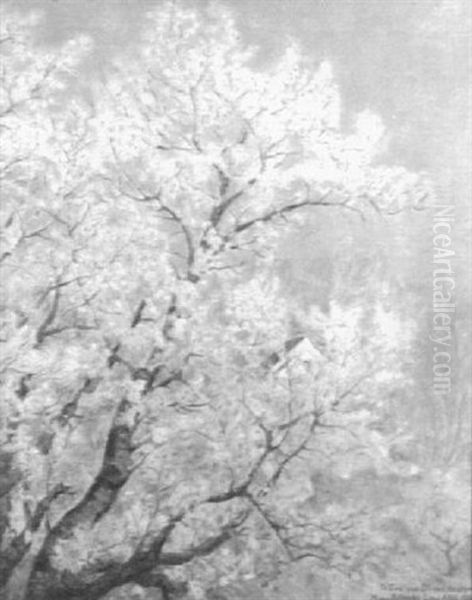 Apple Orchard, Dorset, Vt - view 1