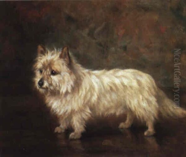 A West Highland Terrier - view 1