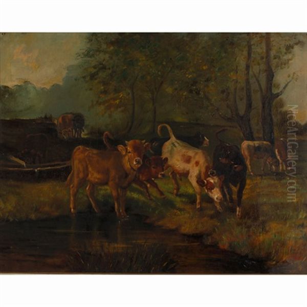 Watering Calfs - view 1