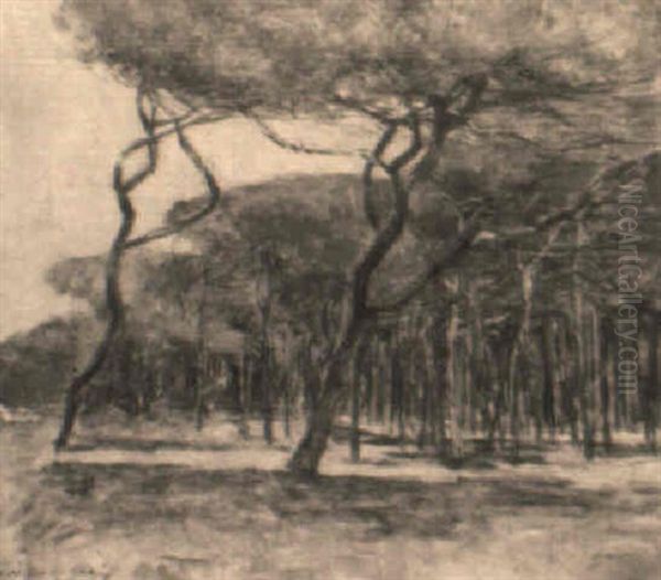 Pineta Di Viareggio - view 1