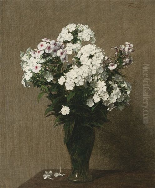 Phlox - view 1
