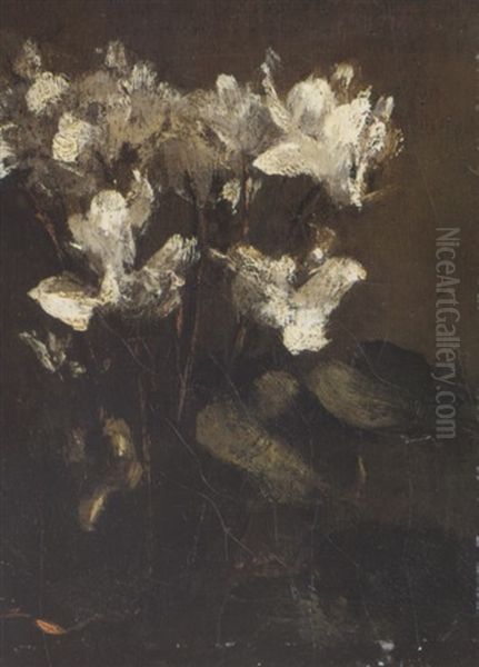 Fleurs, Cyclamens - view 1
