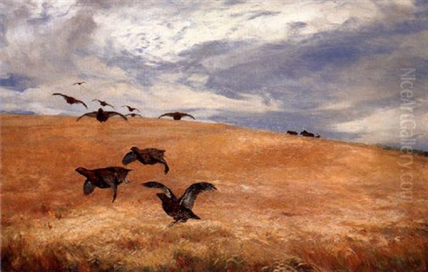 A Covey Of Red Grouse Taking Off In A Field, With Poppies In The Foreground - view 1