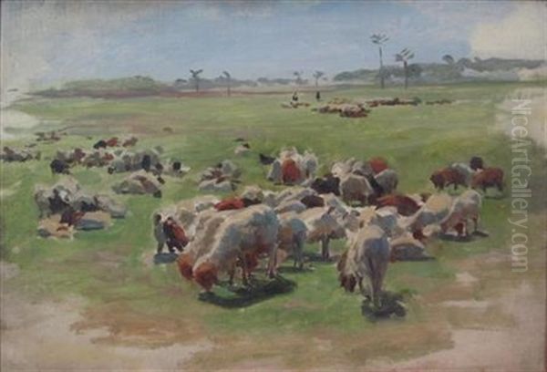 Jacob's Sheep Grazing, Eypt - view 1