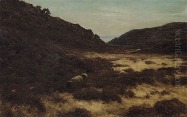 Sheep Grazing On A Moor - view 1