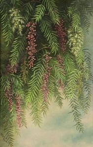Pepper Tree Branches by Ellen Frances Farr