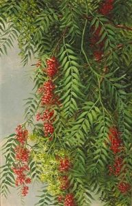 A Branch From A Pepper Tree by Ellen Frances Farr