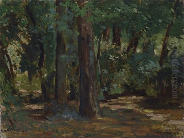 Sole Tra Gli Alberi Alle Cascine - view 1