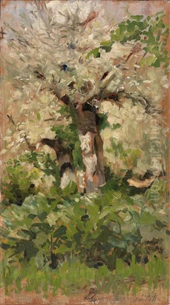 Olivenbaume - view 1
