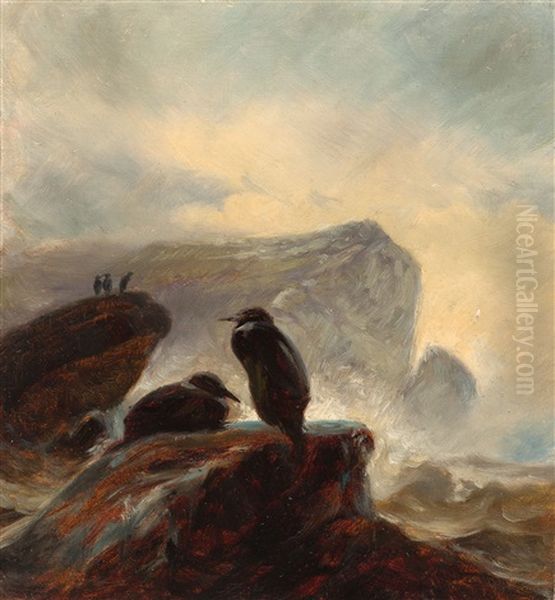 Kormorane An Felsiger Meereskuste - view 1