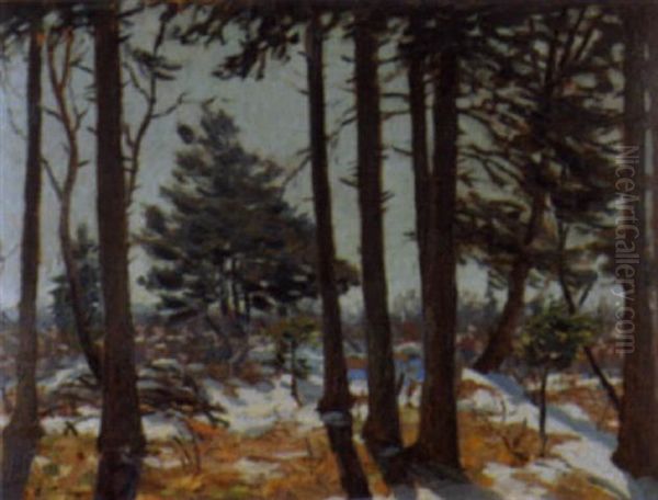 Sonnige Waldlandschaft Im Vorfruhling - view 1