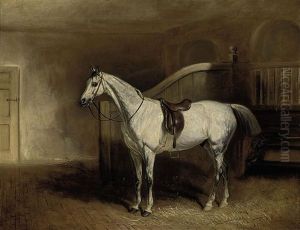 Lord Rancliffe's Grey Hunter, In A Loosebox