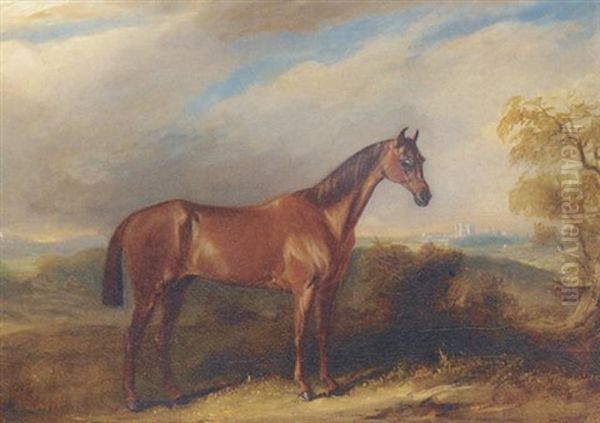 A Bay Hunter In An Extensive Landscape - view 1