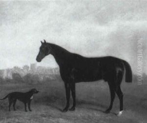 Black Stallion by John Ferneley Jr.
