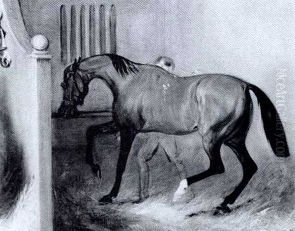 "the Crib Biter" Being Groomed In A Stall - view 1
