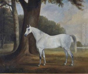 Cheval Gris Pommele Dans Un Paysage
