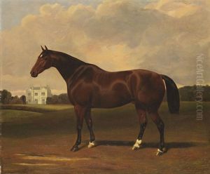 Portrat Eines Reitpferdes