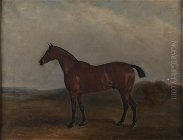 Study Of Figaro, A Bay Hunter - view 1