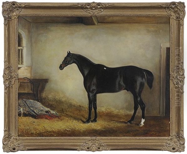 Dark Bay Hunter In A Loose Box - view 1