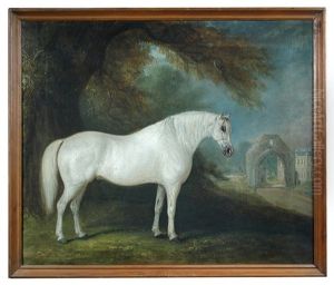 A Grey Arab Stallion At Hartforth Hall, North Yorkshire