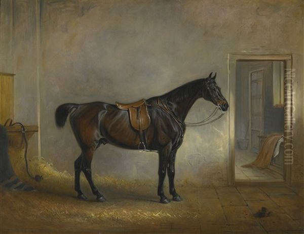 A Saddled Dark Bay Hunter In A Loose Box - view 1