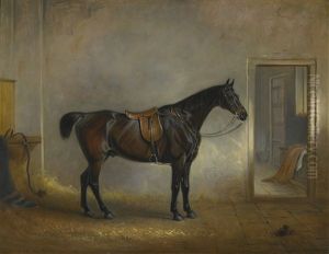 A Saddled Dark Bay Hunter In A Loose Box