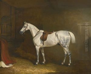A Saddled Grey Hunter In A Loose Box A Saddled Grey Hunter In A Loose Box