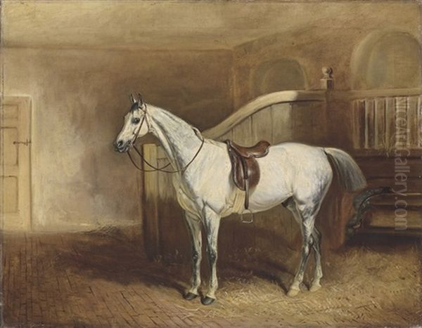 Lord Rancliffe's Grey Hunter, In A Loosebox - view 1