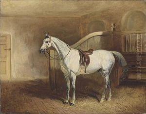 Lord Rancliffe's Grey Hunter, In A Loosebox