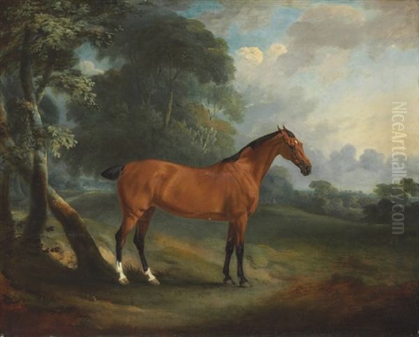 A Bay Hunter In A Wooded Landscape - view 1