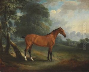 A Bay Hunter In A Wooded Landscape