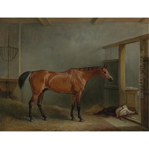 The Shaver, A Favorite Hunter Of Mr. Sterling Crawford - view 1