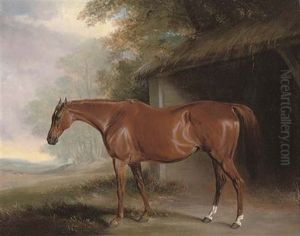 A Chestnut Hunter Outside A Stable