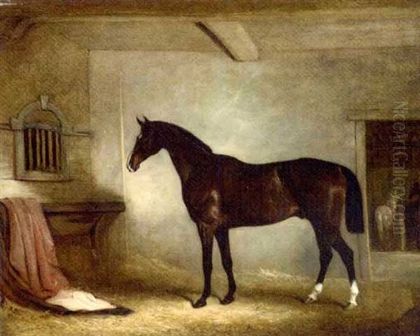 Mr. W. Everard's Dark Bay Hunter In A Loose-box - view 1