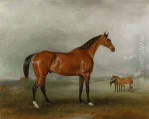 Mr. Hall Webb's "cloud King" In A Paddock, With Other Hunters Beyond