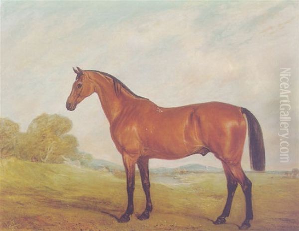 "bluebonnet", A Bay Racehorse In A Field - view 1