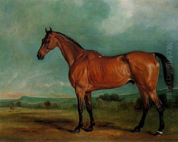 "brin-y-a-pin", A Bay Hunter In A Paddock - view 1