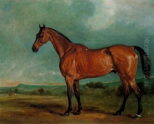 "brin-y-a-pin", A Bay Hunter In A Paddock