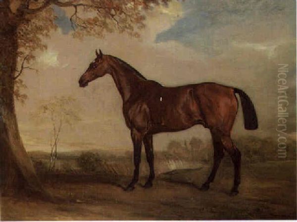 A Hunter Mare - view 1