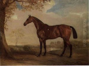 A Hunter Mare A Hunter Mare