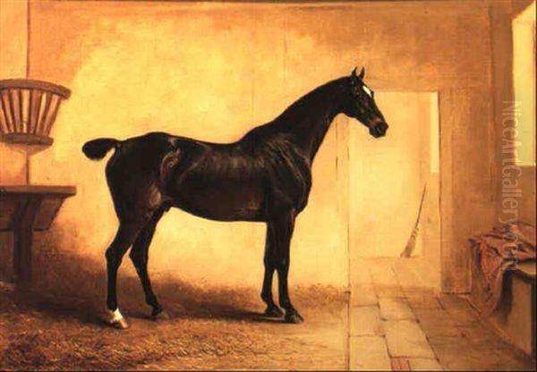 'harlequin', A Dark Bay Hunter In A Stable - view 1
