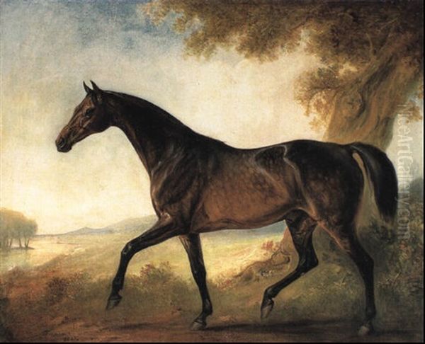 Dappled Bay Stallion In Wooded River Landscape - view 1