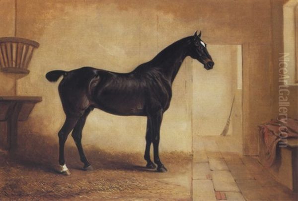 Harlequin, A Dark Bay Hunter In A Stable - view 1