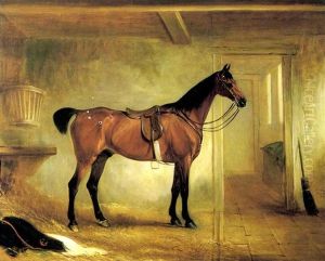 A Bay Hunter Saddled Up In A Stable