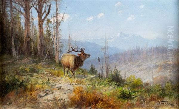 Glacier Park Elk By John Fery - view 1